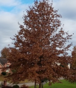 cell phone as of November 17 2018 330