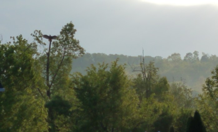 cell as of May 2 2019 283