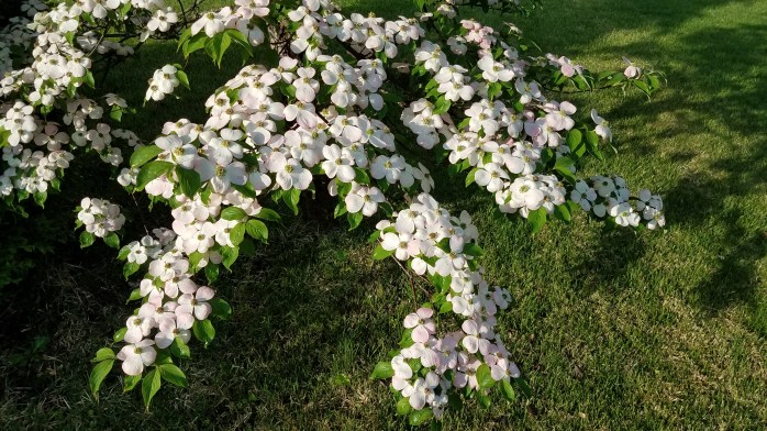 cell as of May 2 2019 291